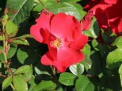 Parkrose 'Robusta' ® 26 Parkrose 'Robusta' ® -Deutschland Garten Funk Verkaufs-Shop parkrose robusta m005646 w 5