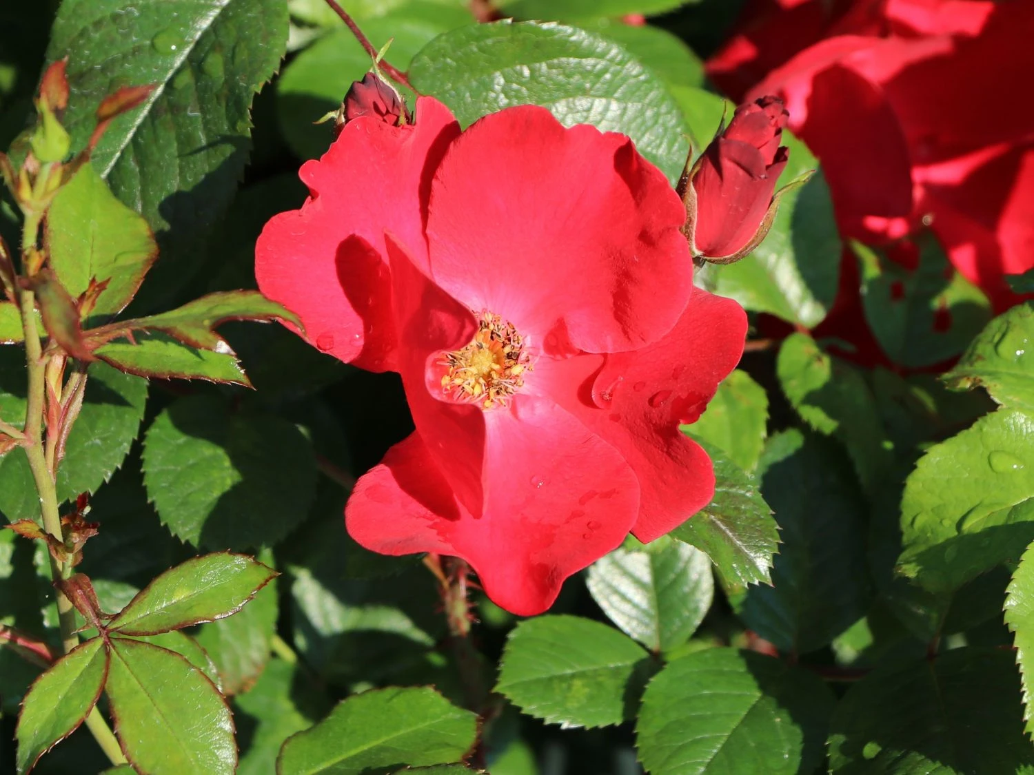 Parkrose 'Robusta' ® 8 Parkrose 'Robusta' ® – Bild 8