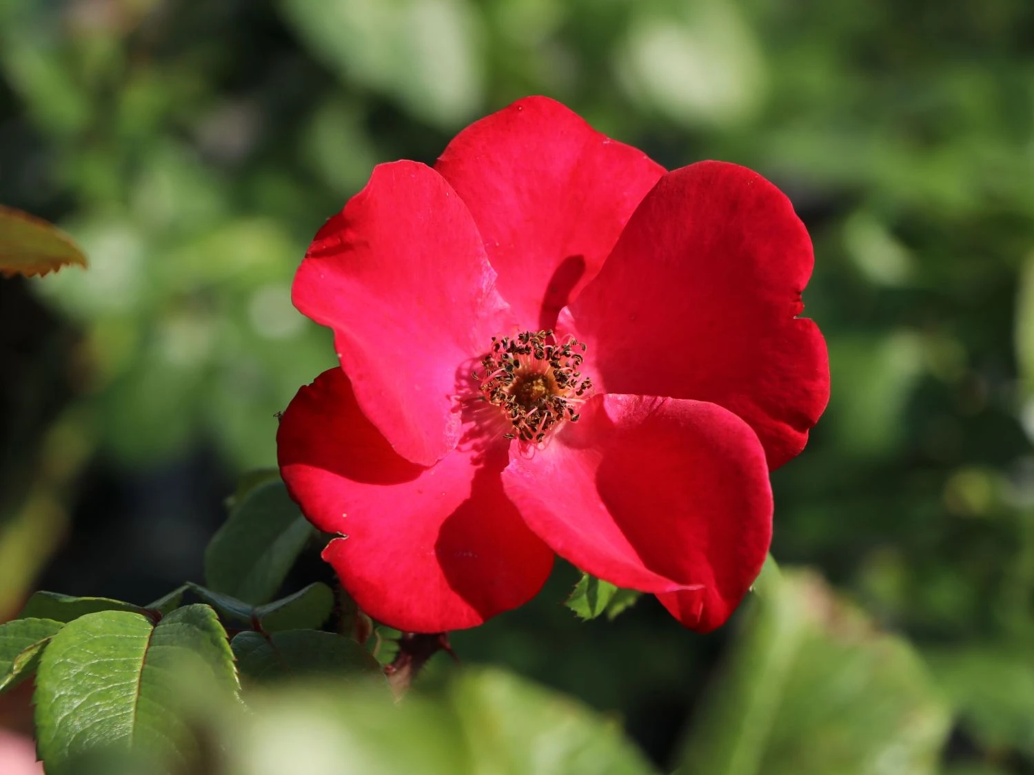 Parkrose 'Robusta' ® 6 Parkrose 'Robusta' ® – Bild 6