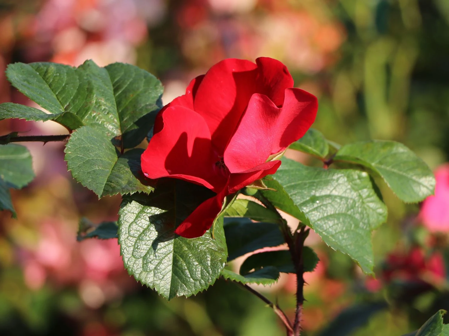 Parkrose 'Robusta' ® 2 Parkrose 'Robusta' ® – Bild 2