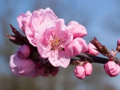 Mandel-Pfirsich 'Spring Glow' -Deutschland Garten Funk Verkaufs-Shop persische mandel spring glow m066395 w 0