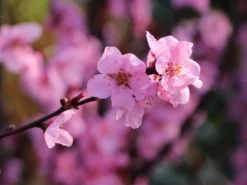 Mandel-Pfirsich 'Spring Glow' -Deutschland Garten Funk Verkaufs-Shop persische mandel spring glow m066395 w 1