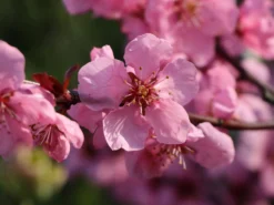 Mandel-Pfirsich 'Spring Glow' -Deutschland Garten Funk Verkaufs-Shop persische mandel spring glow m066395 w 3