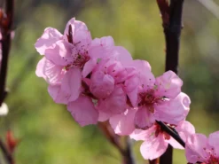 Mandel-Pfirsich 'Spring Glow' -Deutschland Garten Funk Verkaufs-Shop persische mandel spring glow m066395 w 5