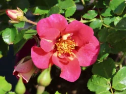 Persische Rose Hugs And Kisses ® 'Eye To Eye'