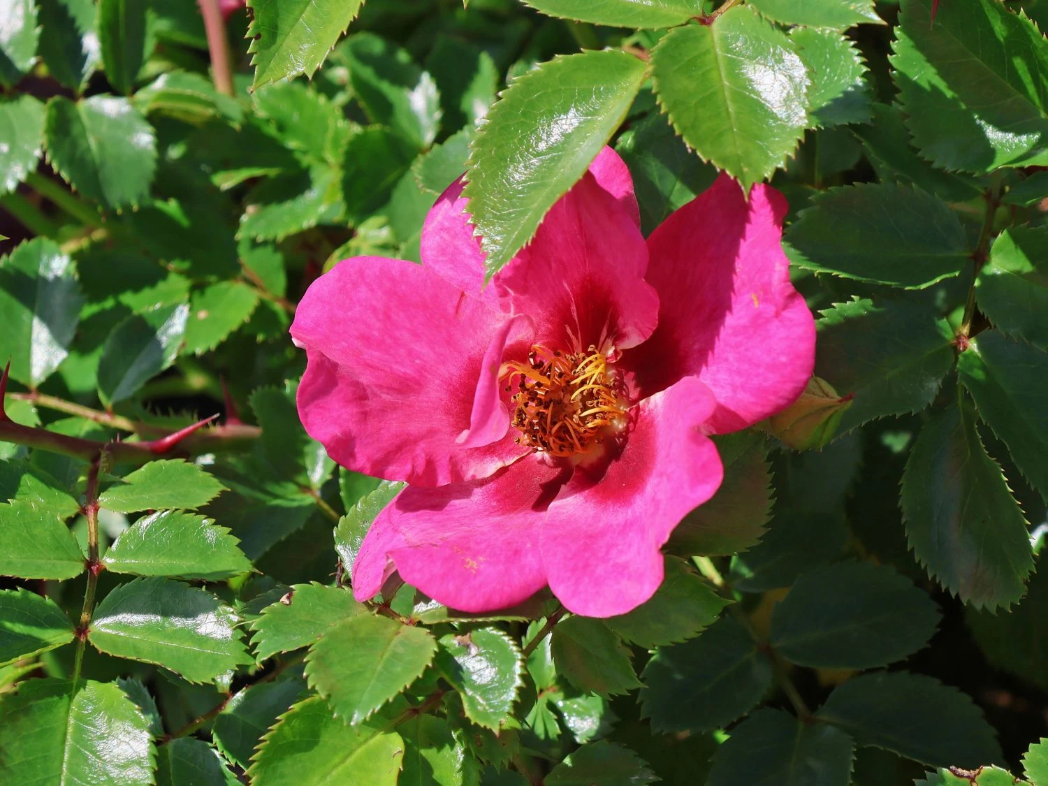 Persische Rose Hugs And Kisses ® 'Eye To Eye' 6 Persische Rose Hugs And Kisses ® 'Eye To Eye' – Bild 6