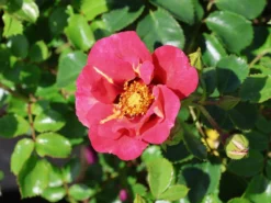 Persische Rose Hugs And Kisses ® 'Eye To Eye' 8 Persische Rose Hugs And Kisses ® 'Eye To Eye' -Deutschland Garten Funk Verkaufs-Shop persische rose hugs and kisses eye to eye m122261 w 1