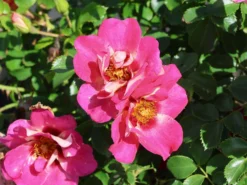Persische Rose Hugs And Kisses ® 'Eye To Eye' 9 Persische Rose Hugs And Kisses ® 'Eye To Eye' -Deutschland Garten Funk Verkaufs-Shop persische rose hugs and kisses eye to eye m122261 w 2
