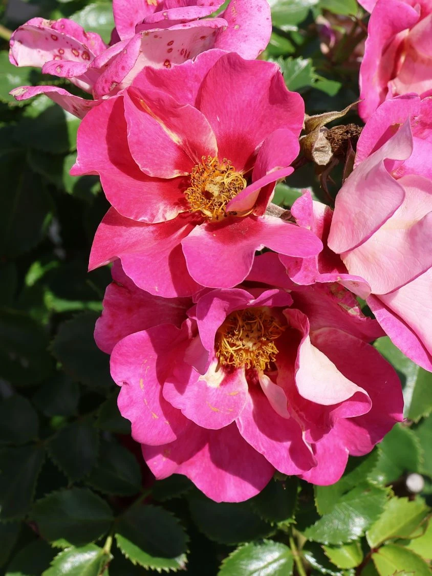 Persische Rose Hugs And Kisses ® 'Eye To Eye' 2 Persische Rose Hugs And Kisses ® 'Eye To Eye' – Bild 2