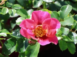 Persische Rose Hugs And Kisses ® 'Eye To Eye' 10 Persische Rose Hugs And Kisses ® 'Eye To Eye' -Deutschland Garten Funk Verkaufs-Shop persische rose hugs and kisses eye to eye m122261 w 4