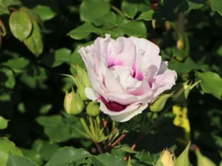 Persische Rose Hugs And Kisses ® 'Eyes For You' -Deutschland Garten Funk Verkaufs-Shop persische rose hugs and kisses eyes for you m122263 w 1