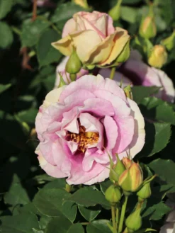 Persische Rose Hugs And Kisses ® 'Eyes For You' -Deutschland Garten Funk Verkaufs-Shop persische rose hugs and kisses eyes for you m122263 w 2