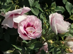 Persische Rose Hugs And Kisses ® 'Eyes For You' -Deutschland Garten Funk Verkaufs-Shop persische rose hugs and kisses eyes for you m122263 w 3