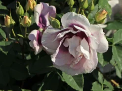 Persische Rose Hugs And Kisses ® 'Eyes For You' -Deutschland Garten Funk Verkaufs-Shop persische rose hugs and kisses eyes for you m122263 w 4