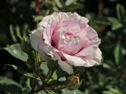 Persische Rose Hugs And Kisses ® 'Eyes For You' -Deutschland Garten Funk Verkaufs-Shop persische rose hugs and kisses eyes for you m122263 w 5