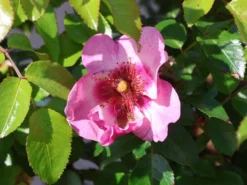 Persische Rose Hugs And Kisses ® 'Eyes On Me'