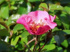 Persische Rose Hugs And Kisses ® 'Eyes On Me' -Deutschland Garten Funk Verkaufs-Shop persische rose hugs and kisses eyes on me m122262 w 1