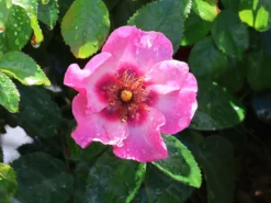 Persische Rose Hugs And Kisses ® 'Eyes On Me' -Deutschland Garten Funk Verkaufs-Shop persische rose hugs and kisses eyes on me m122262 w 3