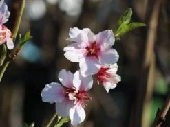 Pfälzer Fruchtmandel -Deutschland Garten Funk Verkaufs-Shop pfaelzer fruchtmandel m102312 w 0