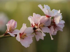 Pfälzer Fruchtmandel -Deutschland Garten Funk Verkaufs-Shop pfaelzer fruchtmandel m102312 w 2