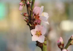 Pfälzer Fruchtmandel -Deutschland Garten Funk Verkaufs-Shop pfaelzer fruchtmandel m102312 w 3