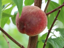 Pfirsich 'Amsden' -Deutschland Garten Funk Verkaufs-Shop pfirsich amsden m102670 w 1