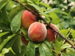 Pfirsich 'Amsden' -Deutschland Garten Funk Verkaufs-Shop pfirsich amsden m102670 w 2