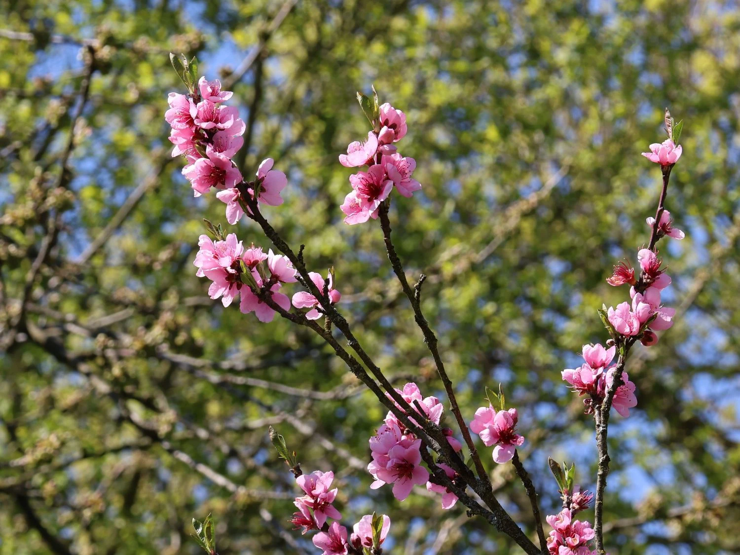 Pfirsich 'Dixired' 2 Pfirsich 'Dixired' – Bild 2