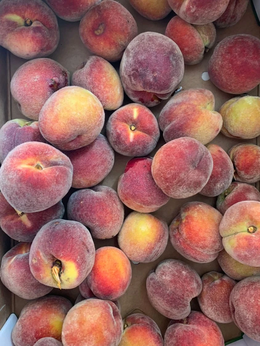 Pfirsich 'Dixired' 3 Pfirsich 'Dixired' – Bild 3