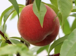 Pfirsich 'Früher Roter Ingelheimer' -Deutschland Garten Funk Verkaufs-Shop pfirsich frueher roter ingelheimer m063977 w 1