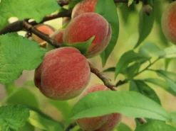 Pfirsich 'Früher Roter Ingelheimer' -Deutschland Garten Funk Verkaufs-Shop pfirsich frueher roter ingelheimer m063977 w 2