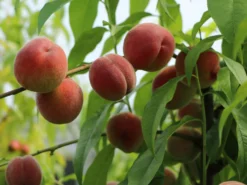 Pfirsich 'Früher Roter Ingelheimer' -Deutschland Garten Funk Verkaufs-Shop pfirsich frueher roter ingelheimer m063977 w 3