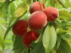 Pfirsich 'Früher Roter Ingelheimer' -Deutschland Garten Funk Verkaufs-Shop pfirsich frueher roter ingelheimer m063977 w 4