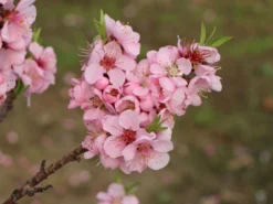 Pfirsich 'Früher Roter Ingelheimer' -Deutschland Garten Funk Verkaufs-Shop pfirsich frueher roter ingelheimer m063977 w 5