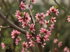 Pfirsich 'Früher Roter Ingelheimer' -Deutschland Garten Funk Verkaufs-Shop pfirsich frueher roter ingelheimer m063977 w 6