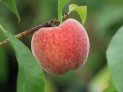 Pfirsich 'Fruteria' ®