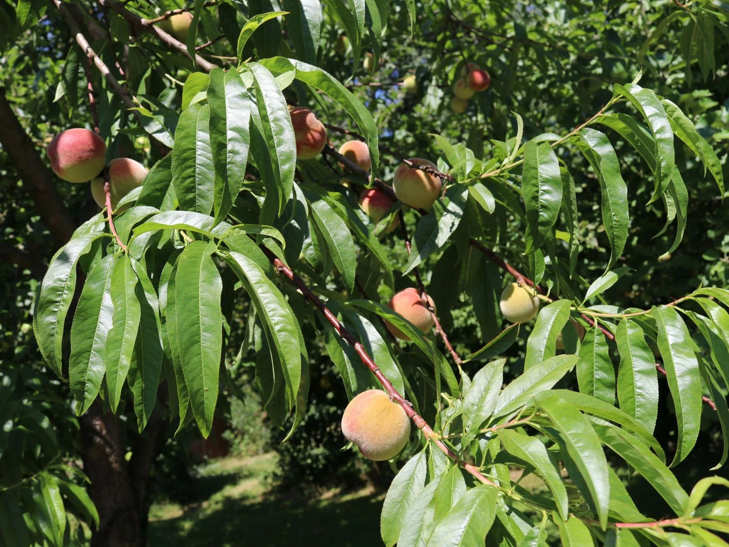 Pfirsich 'Kernechter Vom Vorgebirge' 1 Pfirsich 'Kernechter Vom Vorgebirge'