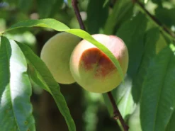 Pfirsich 'Kernechter Vom Vorgebirge' 18 Pfirsich 'Kernechter Vom Vorgebirge' -Deutschland Garten Funk Verkaufs-Shop pfirsich kernechter vom vorgebirge m006720 w 0