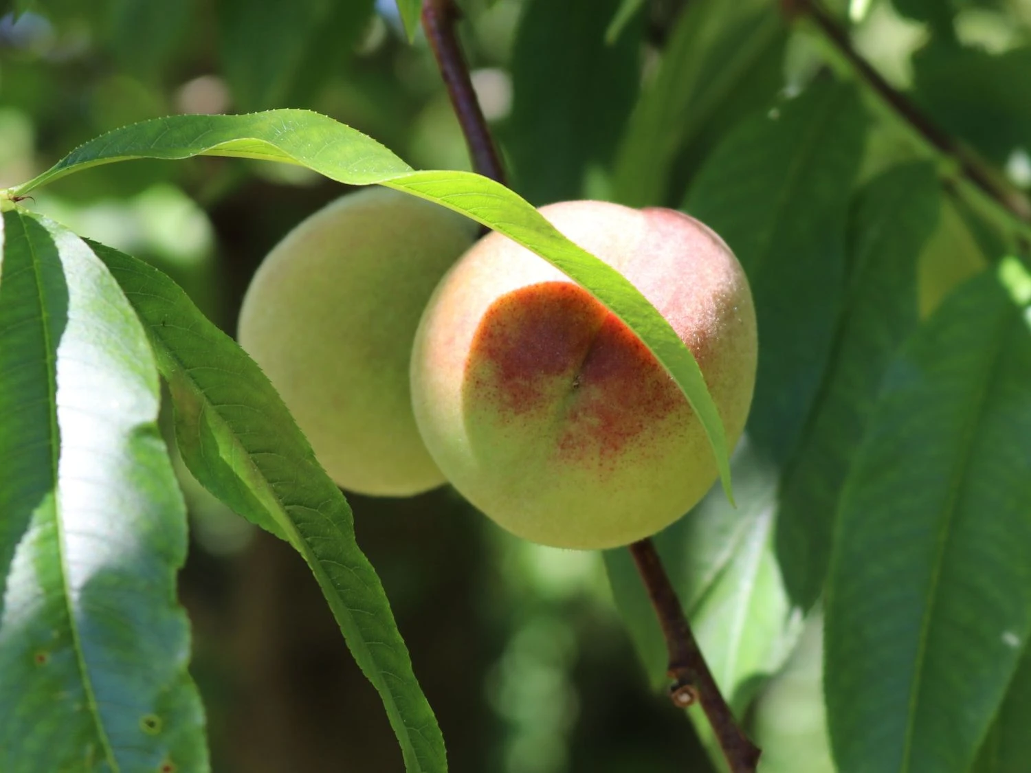 Pfirsich 'Kernechter Vom Vorgebirge' 7 Pfirsich 'Kernechter Vom Vorgebirge' – Bild 7