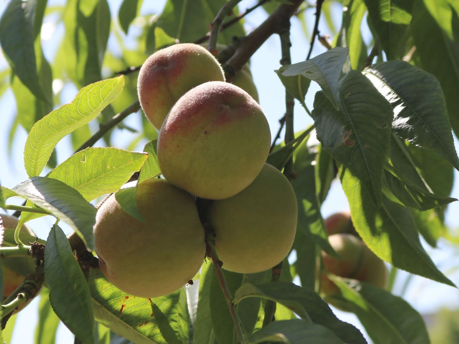 Pfirsich 'Kernechter Vom Vorgebirge' 6 Pfirsich 'Kernechter Vom Vorgebirge' – Bild 6