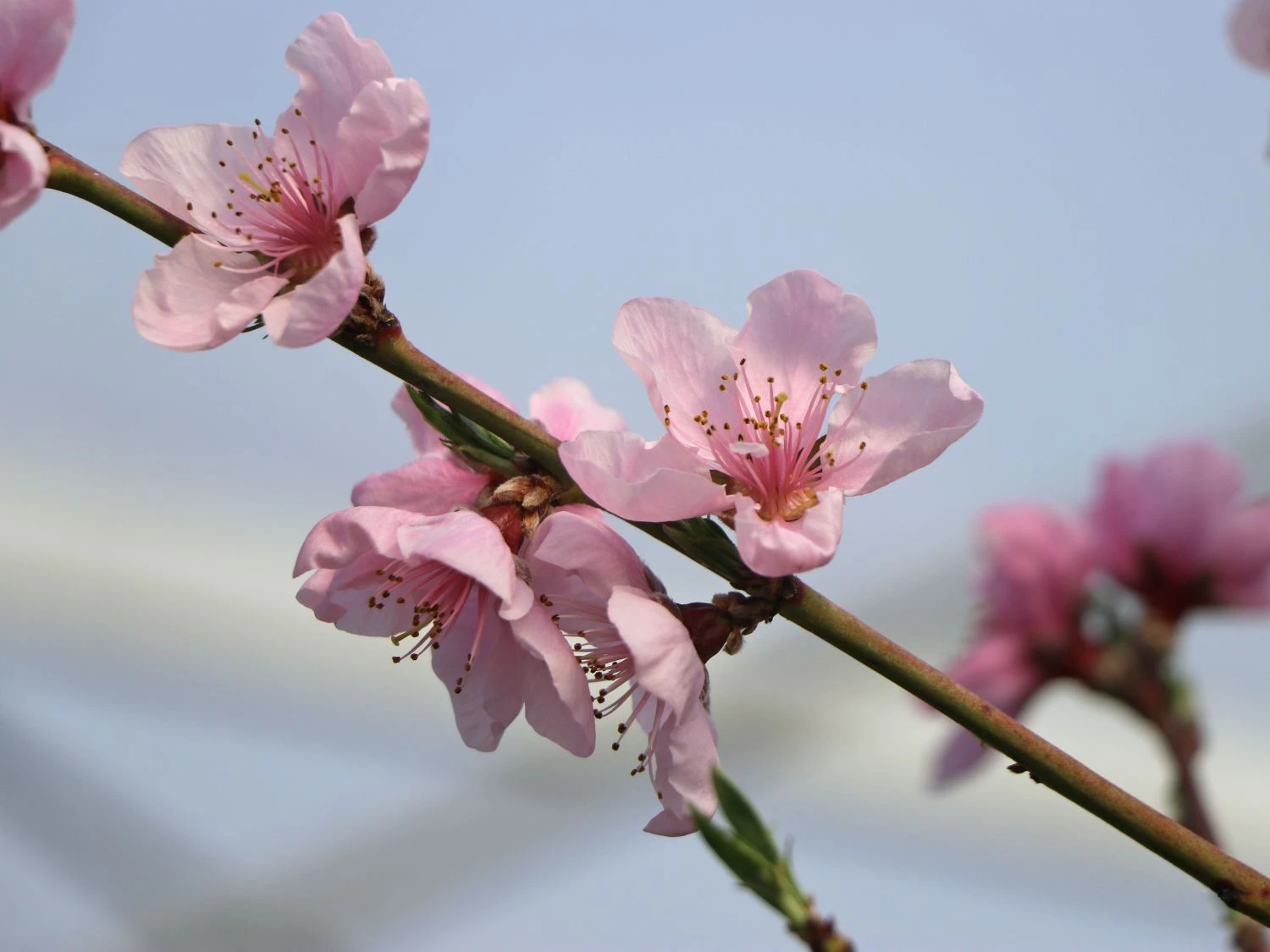 Pfirsich 'Kernechter Vom Vorgebirge' 2 Pfirsich 'Kernechter Vom Vorgebirge' – Bild 2