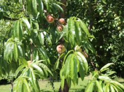 Pfirsich 'Kernechter Vom Vorgebirge' 20 Pfirsich 'Kernechter Vom Vorgebirge' -Deutschland Garten Funk Verkaufs-Shop pfirsich kernechter vom vorgebirge m006720 w 2