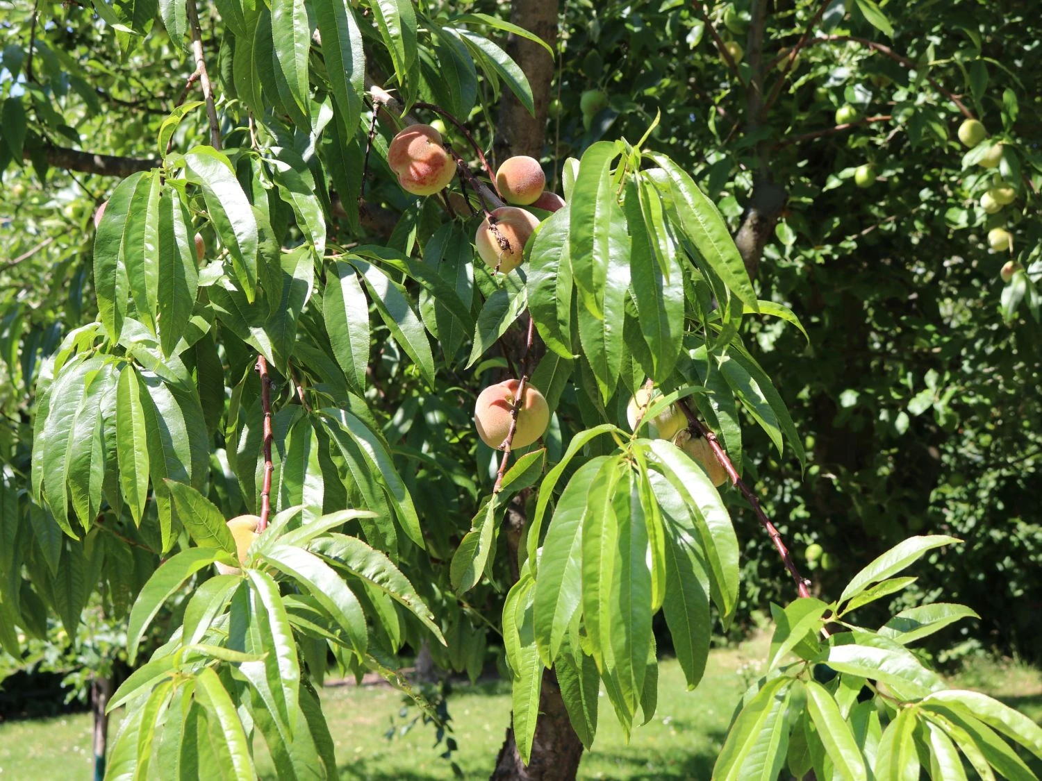 Pfirsich 'Kernechter Vom Vorgebirge' 9 Pfirsich 'Kernechter Vom Vorgebirge' – Bild 9