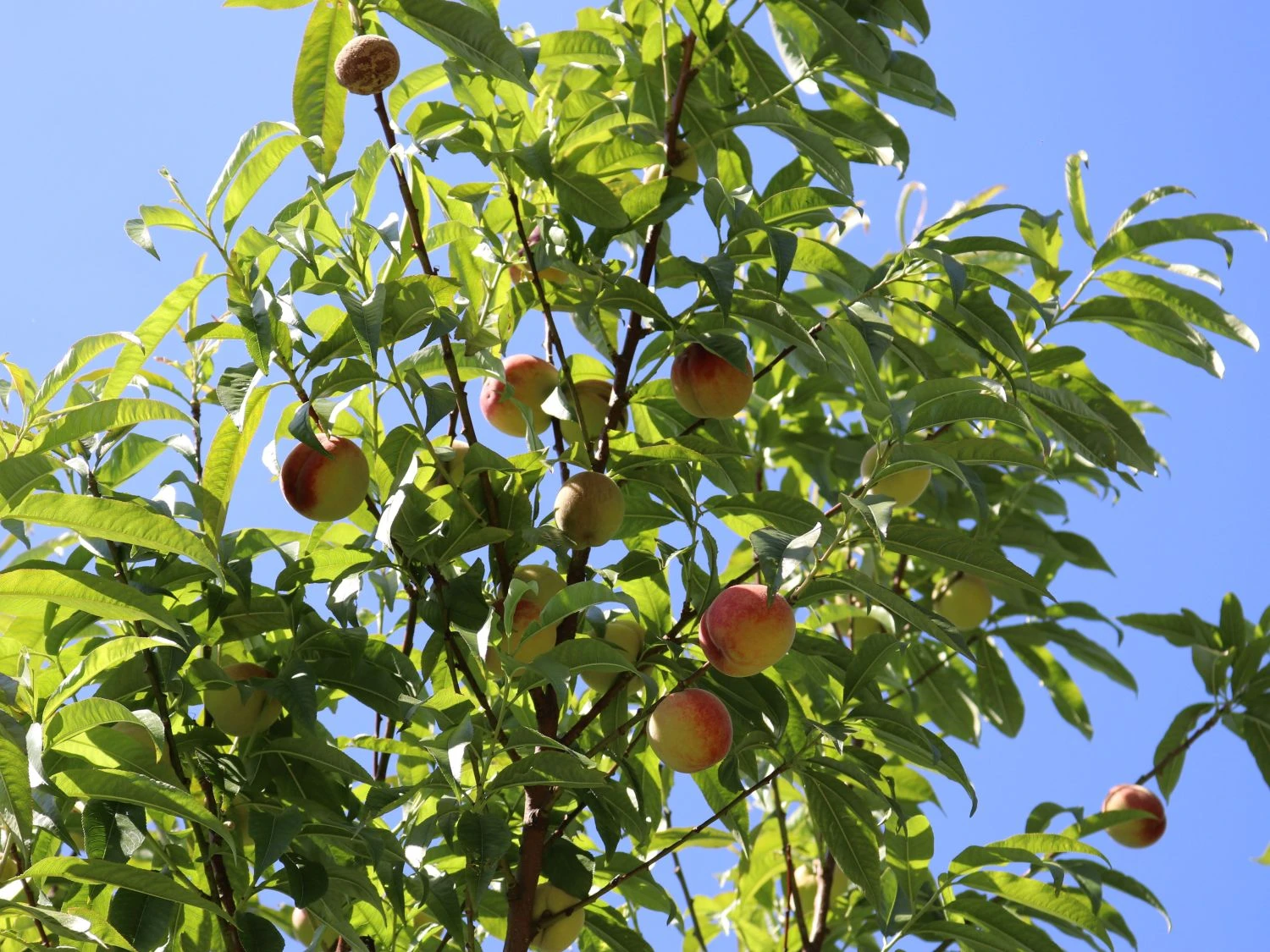 Pfirsich 'Kernechter Vom Vorgebirge' 8 Pfirsich 'Kernechter Vom Vorgebirge' – Bild 8