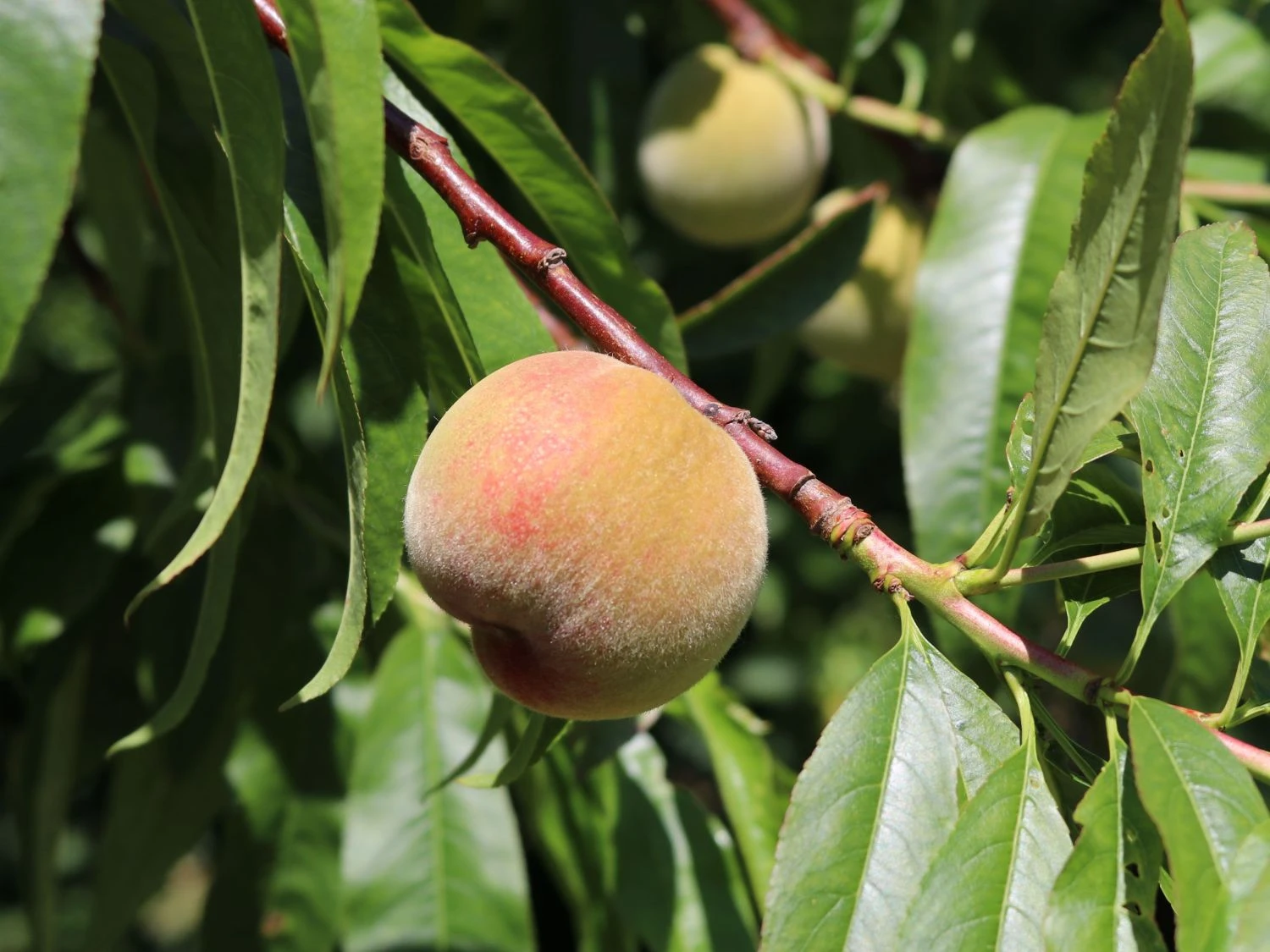 Pfirsich 'Kernechter Vom Vorgebirge' 10 Pfirsich 'Kernechter Vom Vorgebirge' – Bild 10