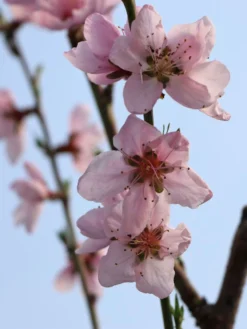 Pfirsich 'Kernechter Vom Vorgebirge' 23 Pfirsich 'Kernechter Vom Vorgebirge' -Deutschland Garten Funk Verkaufs-Shop pfirsich kernechter vom vorgebirge m006720 w 5
