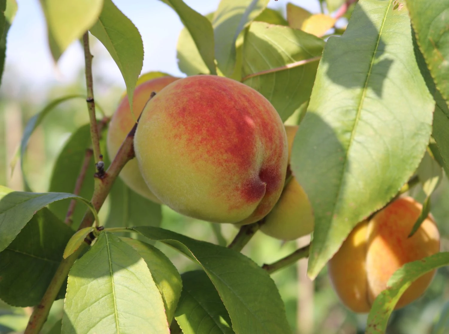 Pfirsich 'Kernechter Vom Vorgebirge' 3 Pfirsich 'Kernechter Vom Vorgebirge' – Bild 3