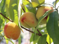 Pfirsich 'Kernechter Vom Vorgebirge' 16 Pfirsich 'Kernechter Vom Vorgebirge' -Deutschland Garten Funk Verkaufs-Shop pfirsich kernechter vom vorgebirge m006720 w 7