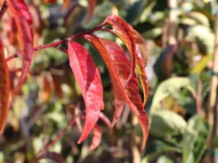 Pfirsich 'Kernechter Vom Vorgebirge' 15 Pfirsich 'Kernechter Vom Vorgebirge' -Deutschland Garten Funk Verkaufs-Shop pfirsich kernechter vom vorgebirge m006720 w 8