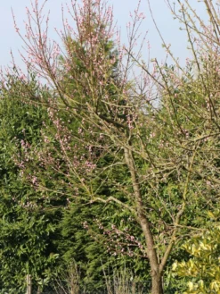 Pfirsich 'Kernechter Vom Vorgebirge' 22 Pfirsich 'Kernechter Vom Vorgebirge' -Deutschland Garten Funk Verkaufs-Shop pfirsich kernechter vom vorgebirge m006720 w 9